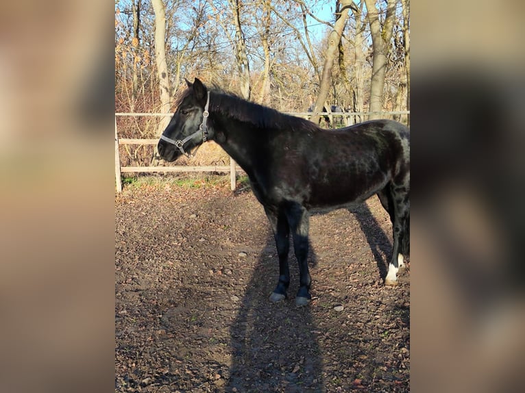 Altri pony/cavalli di piccola taglia Giumenta 11 Anni 152 cm Morello in Vienenburg