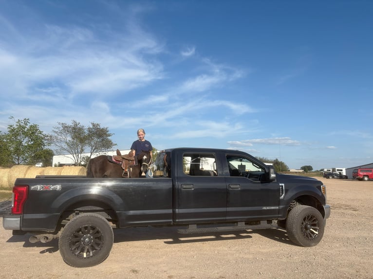 Altri pony/cavalli di piccola taglia Giumenta 11 Anni 94 cm Morello in Mount Vernon