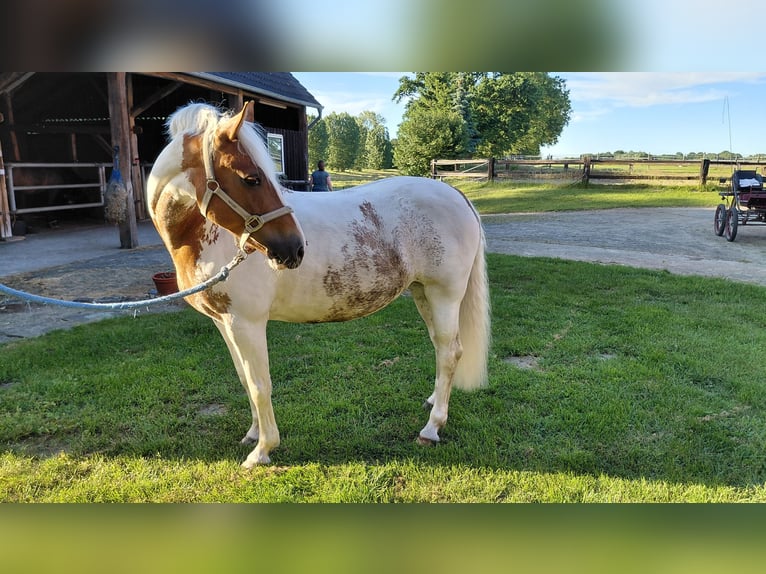 Altri pony/cavalli di piccola taglia Giumenta 11 Anni Pezzato in Wettringen
