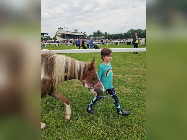 Altri pony/cavalli di piccola taglia Mix Giumenta 12 Anni 124 cm Pezzato in Wesseling