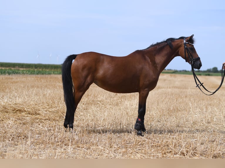 Altri pony/cavalli di piccola taglia Giumenta 12 Anni 127 cm Baio in Geilenkirchen
