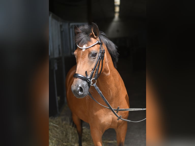 Altri pony/cavalli di piccola taglia Giumenta 12 Anni 127 cm Baio in Geilenkirchen
