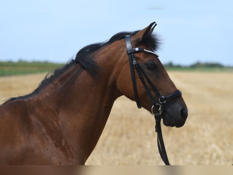 Altri pony/cavalli di piccola taglia Giumenta 12 Anni 127 cm Baio in Geilenkirchen