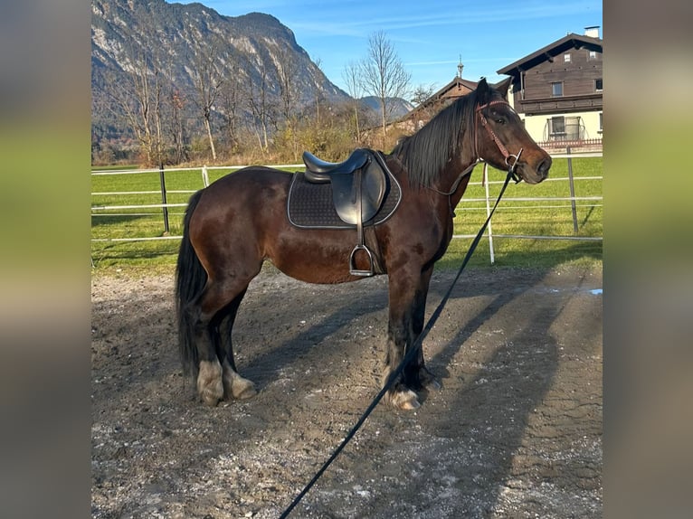 Altri pony/cavalli di piccola taglia Giumenta 12 Anni 141 cm Baio in Kirchbichl