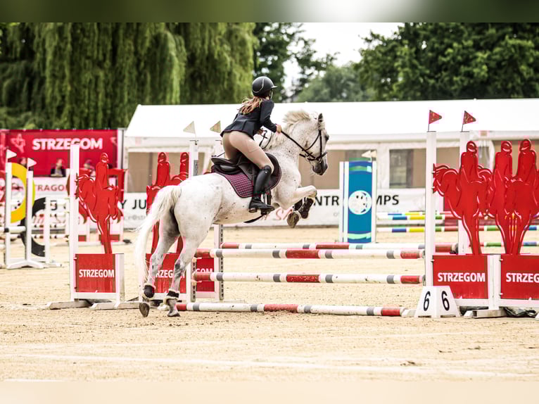 Altri pony/cavalli di piccola taglia Mix Giumenta 12 Anni 145 cm Grigio in Trzebnica
