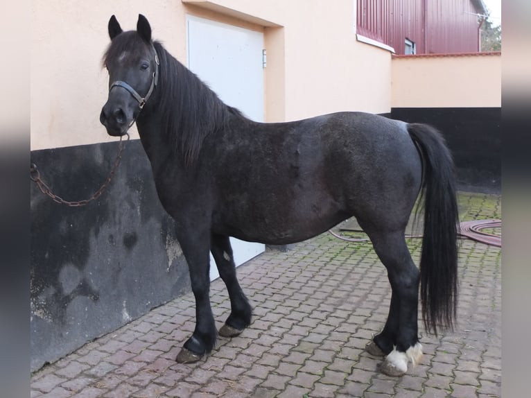 Altri pony/cavalli di piccola taglia Giumenta 12 Anni 145 cm Grigio ferro in Ellersleben