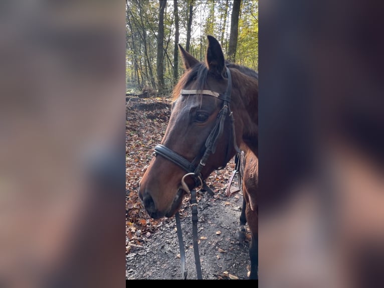 Altri pony/cavalli di piccola taglia Mix Giumenta 12 Anni 148 cm Baio in Bevern
