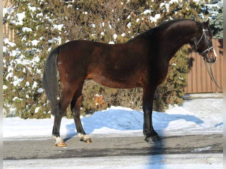 Altri pony/cavalli di piccola taglia Giumenta 12 Anni 152 cm Baio in Békés
