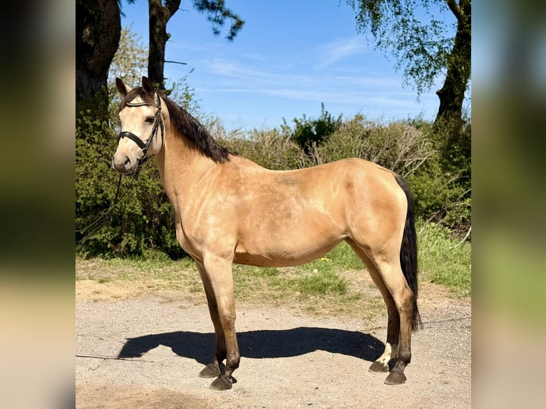 Altri pony/cavalli di piccola taglia Giumenta 12 Anni 158 cm Pelle di daino in Pelmberg