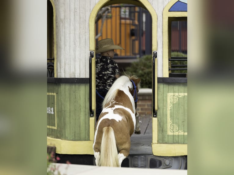 Altri pony/cavalli di piccola taglia Giumenta 12 Anni 81 cm Pezzato in Weatherford