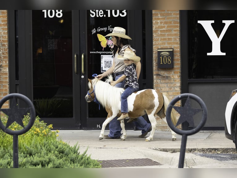 Altri pony/cavalli di piccola taglia Giumenta 12 Anni 81 cm Pezzato in Weatherford