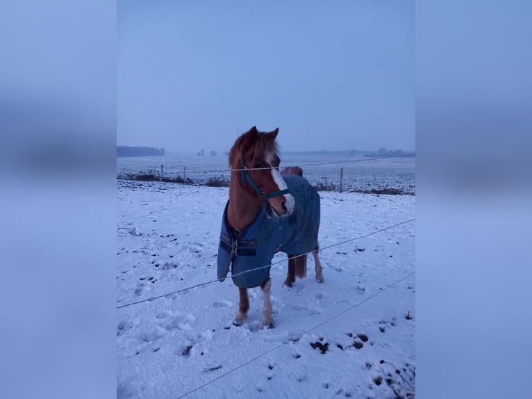 Altri pony/cavalli di piccola taglia Giumenta 13 Anni 127 cm Sauro in Vair-sur-Loire
