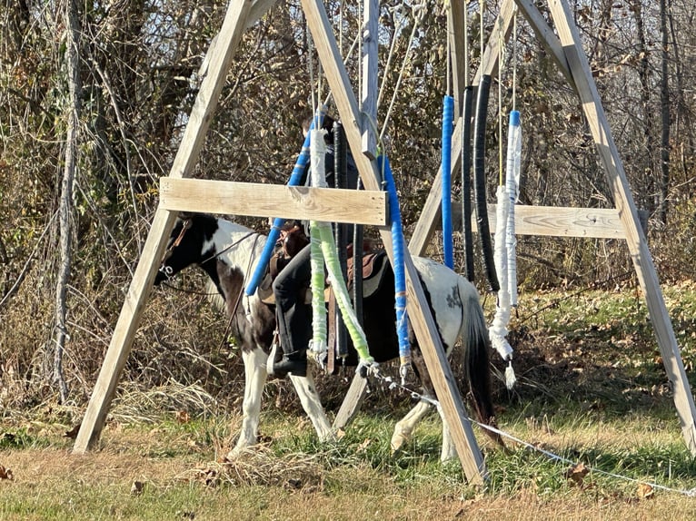 Altri pony/cavalli di piccola taglia Giumenta 13 Anni 130 cm Pezzato in Henderson