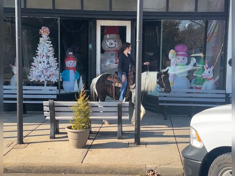 Altri pony/cavalli di piccola taglia Giumenta 13 Anni 130 cm Pezzato in Henderson