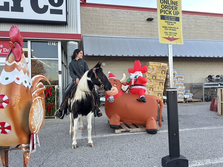 Altri pony/cavalli di piccola taglia Giumenta 13 Anni 130 cm Pezzato in Henderson