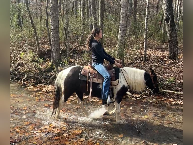 Altri pony/cavalli di piccola taglia Giumenta 13 Anni 130 cm Pezzato in Henderson