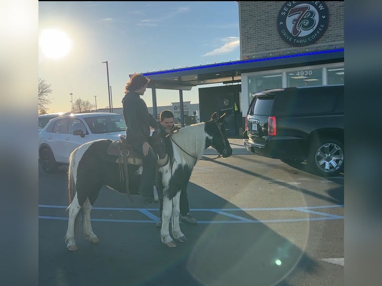 Altri pony/cavalli di piccola taglia Giumenta 13 Anni 130 cm Pezzato in Henderson