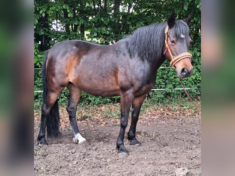 Altri pony/cavalli di piccola taglia Mix Giumenta 13 Anni 135 cm  in Barßel