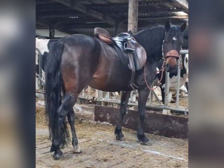 Altri pony/cavalli di piccola taglia Mix Giumenta 13 Anni 135 cm  in Barßel
