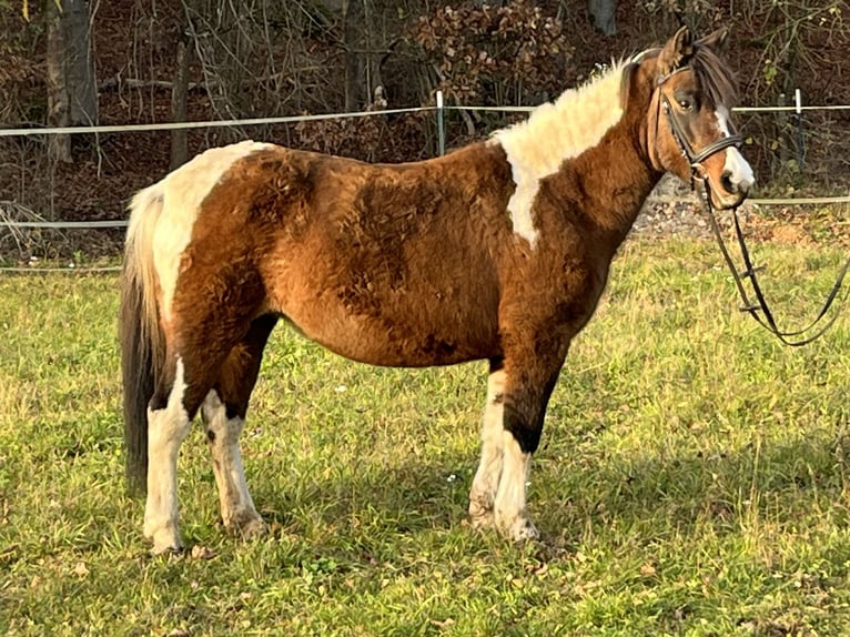 Altri pony/cavalli di piccola taglia Giumenta 13 Anni 135 cm Pezzato in Ursensollen