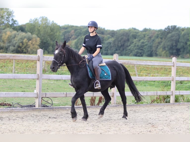 Altri pony/cavalli di piccola taglia Giumenta 13 Anni 143 cm Morello in Pepingen