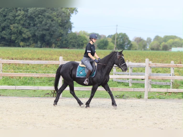 Altri pony/cavalli di piccola taglia Giumenta 13 Anni 143 cm Morello in Pepingen