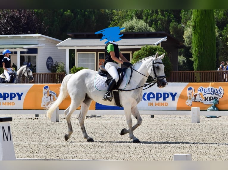 Altri pony/cavalli di piccola taglia Giumenta 13 Anni 144 cm Grigio pezzato in San Giovanni In Persiceto