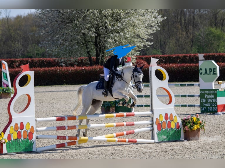 Altri pony/cavalli di piccola taglia Giumenta 13 Anni 144 cm Grigio pezzato in San Giovanni In Persiceto
