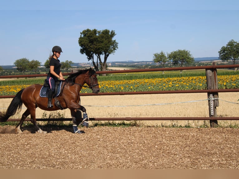 Altri pony/cavalli di piccola taglia Mix Giumenta 13 Anni 145 cm Baio in Hohenruppersdorf
