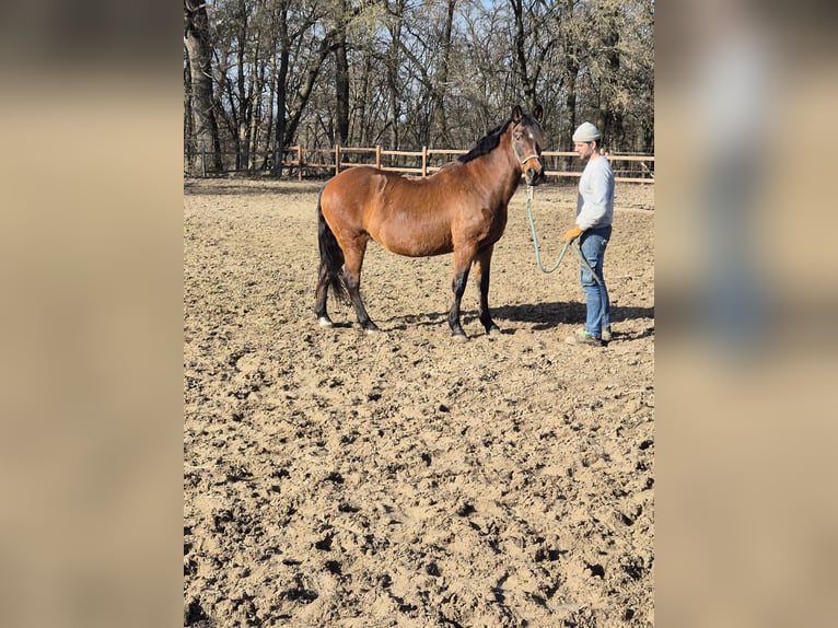 Altri pony/cavalli di piccola taglia Giumenta 13 Anni 152 cm Baio in Vienenburg