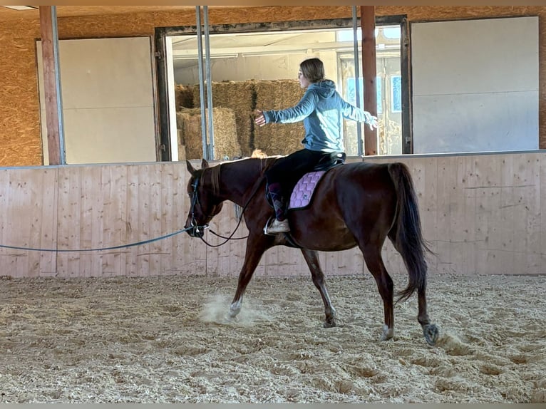 Altri pony/cavalli di piccola taglia Giumenta 13 Anni 152 cm Sauro in Euskirchen