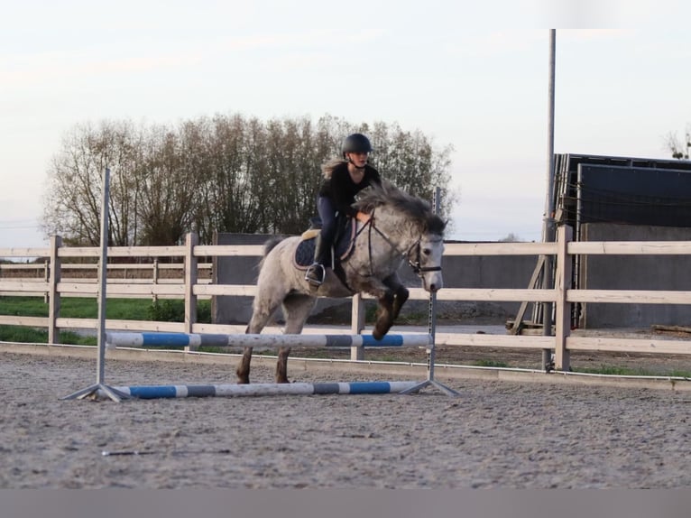 Altri pony/cavalli di piccola taglia Giumenta 14 Anni 126 cm Leopard in Bogaarden