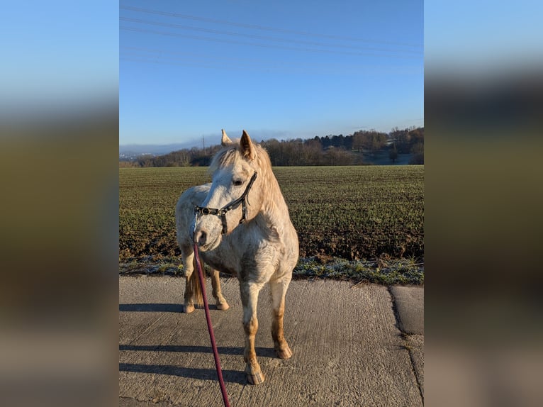 Altri pony/cavalli di piccola taglia Mix Giumenta 14 Anni 130 cm Leopard in Wiesloch