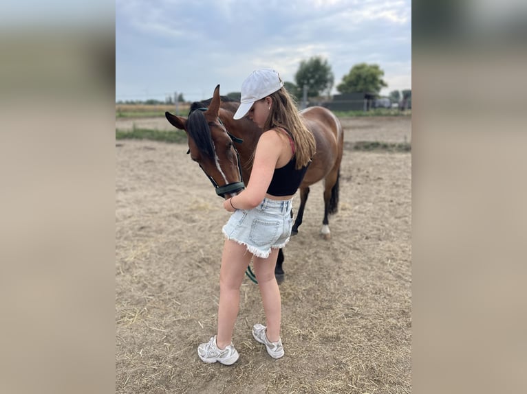 Altri pony/cavalli di piccola taglia Giumenta 14 Anni 135 cm Baio in Sint-Baafs-Vijve