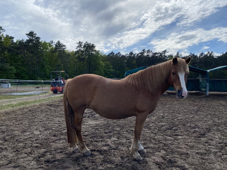 Altri pony/cavalli di piccola taglia Giumenta 14 Anni 140 cm Sauro in Stahnsdorf