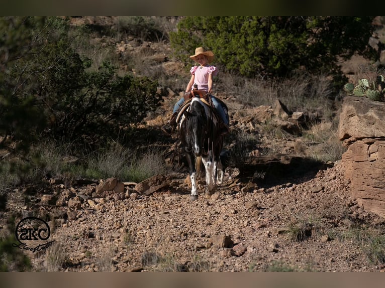 Altri pony/cavalli di piccola taglia Giumenta 14 Anni 142 cm Pezzato in Canyon