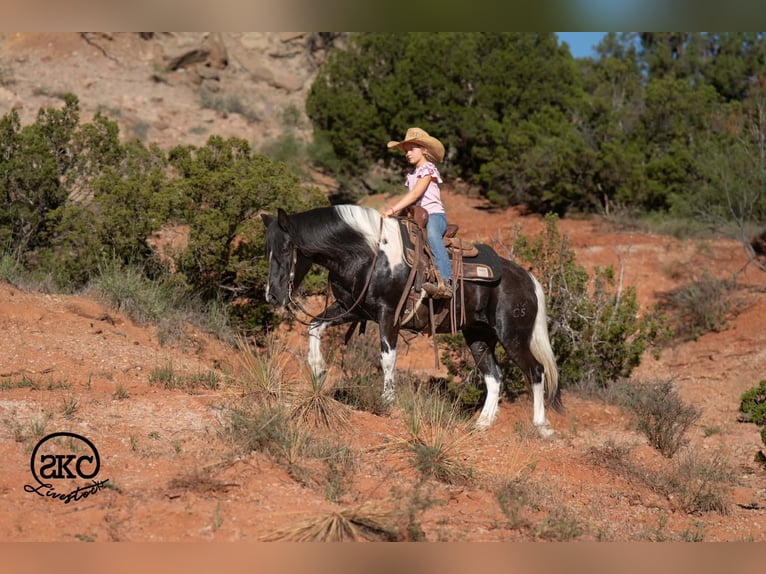 Altri pony/cavalli di piccola taglia Giumenta 14 Anni 142 cm Pezzato in Canyon