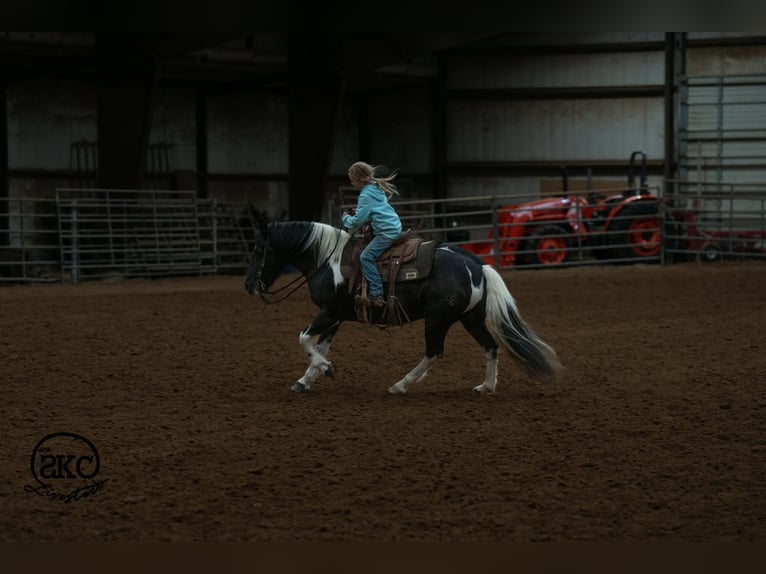 Altri pony/cavalli di piccola taglia Giumenta 14 Anni 142 cm Pezzato in Canyon