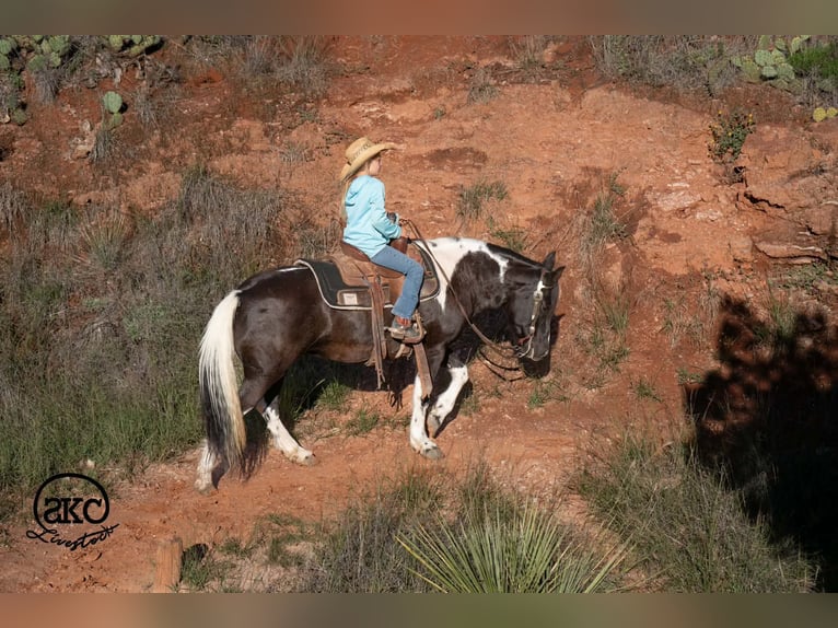 Altri pony/cavalli di piccola taglia Giumenta 14 Anni 142 cm Pezzato in Canyon