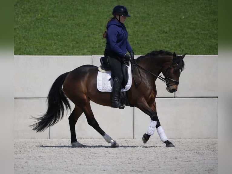 Altri pony/cavalli di piccola taglia Giumenta 14 Anni 147 cm Baio scuro in Nettersheim