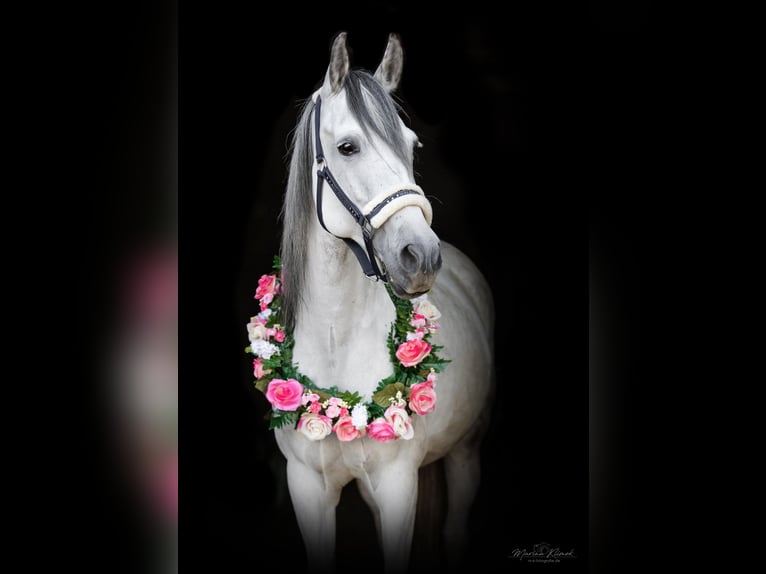 Altri pony/cavalli di piccola taglia Giumenta 14 Anni 147 cm Grigio pezzato in Alfeld (Leine)
