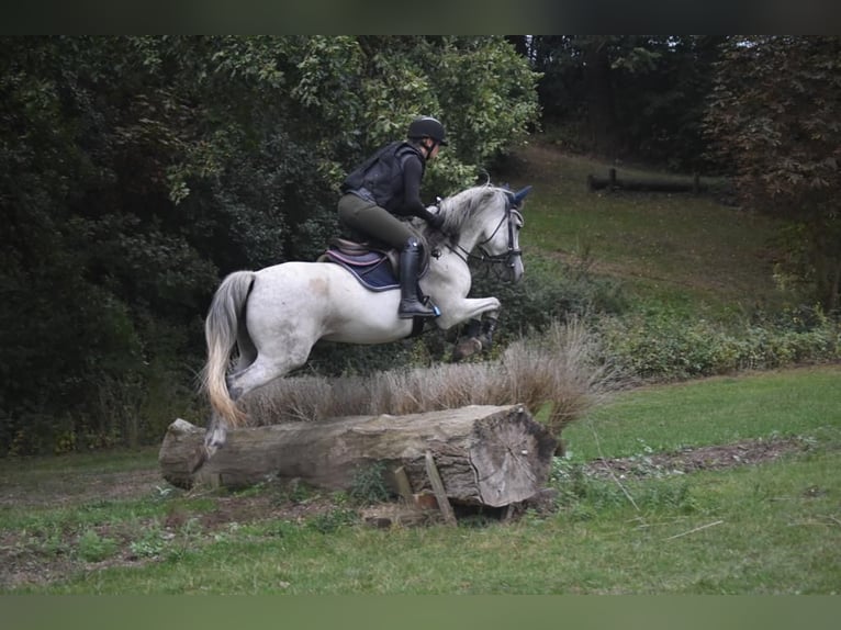 Altri pony/cavalli di piccola taglia Giumenta 14 Anni 147 cm Grigio pezzato in Alfeld (Leine)