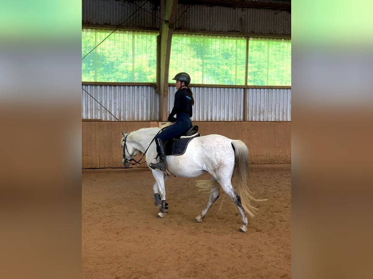 Altri pony/cavalli di piccola taglia Giumenta 14 Anni 147 cm Grigio pezzato in Alfeld (Leine)