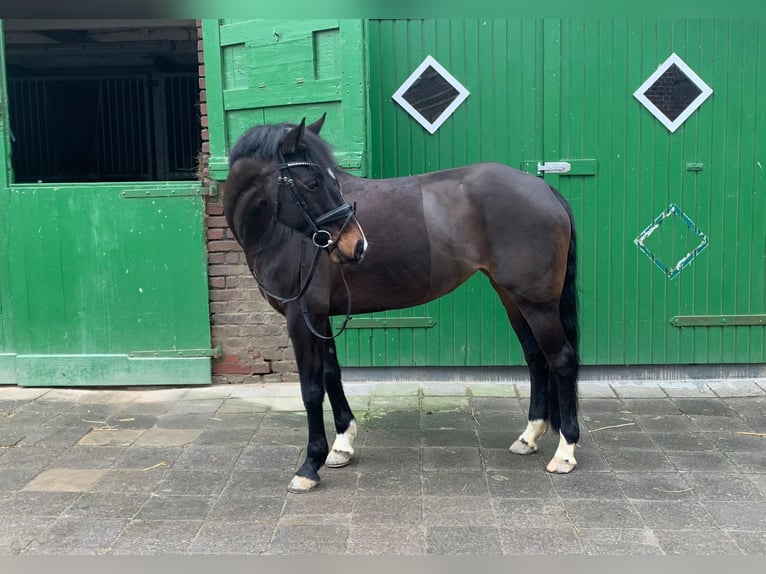 Altri pony/cavalli di piccola taglia Giumenta 14 Anni 150 cm Baio nero in Erkrath