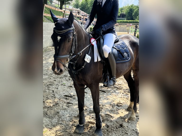 Altri pony/cavalli di piccola taglia Giumenta 14 Anni 150 cm Baio nero in Erkrath