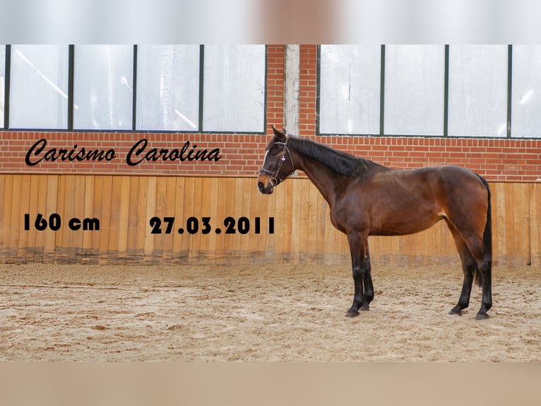 Altri pony/cavalli di piccola taglia Giumenta 15 Anni 160 cm Baio scuro in Ankum