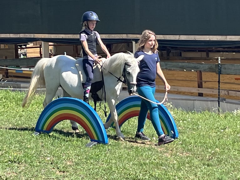 Altri pony/cavalli di piccola taglia Giumenta 16 Anni 120 cm Grigio in Ursensollen