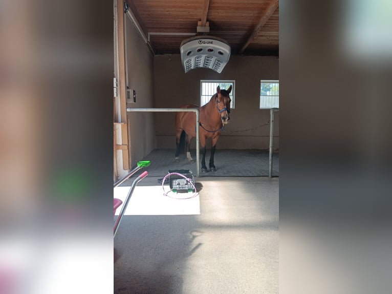 Altri pony/cavalli di piccola taglia Mix Giumenta 16 Anni 150 cm Baio ciliegia in Königsbrunn