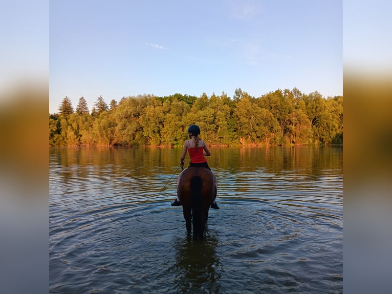 Altri pony/cavalli di piccola taglia Mix Giumenta 16 Anni 150 cm Baio ciliegia in Königsbrunn