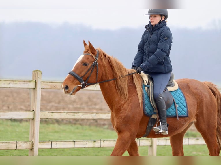 Altri pony/cavalli di piccola taglia Giumenta 16 Anni 153 cm Sauro scuro in Pepingen